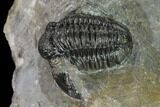 Detailed Gerastos Trilobite Fossil - Morocco #152805-3
